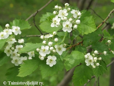 Crataegus grayana, aitaorapihlaja